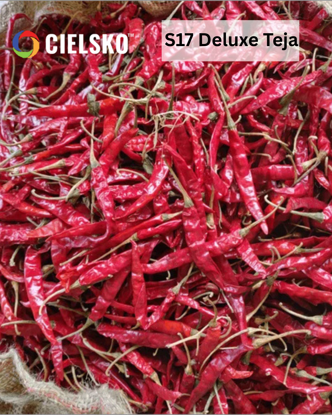 S17 Deluxe Teja Dry Red Chilli