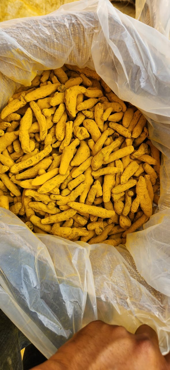 Single polished Turmeric fingers