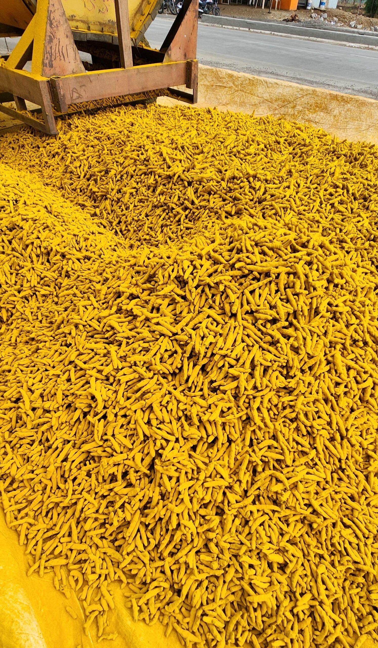 best salem polished Turmeric fingers