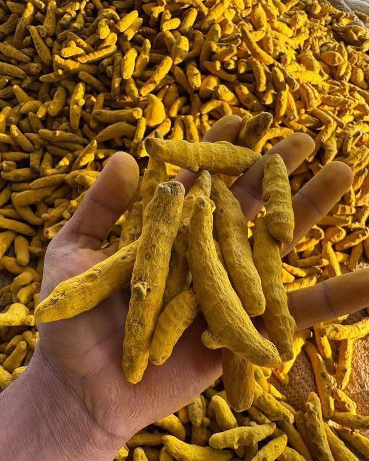 double polished Turmeric fingers