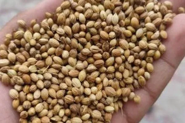 Badami Coriander Seeds Quality