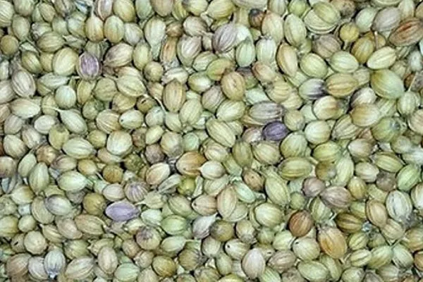 Scooter Coriander Seeds Quality
