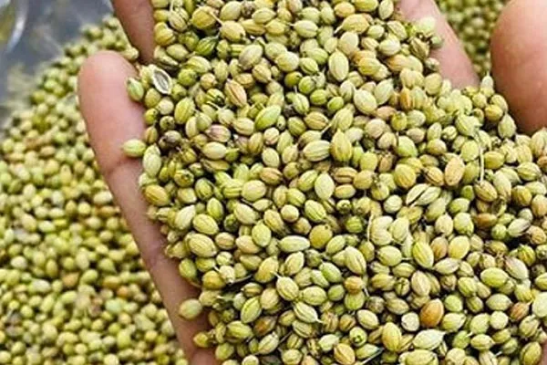 Parrot Premium Coriander Seeds